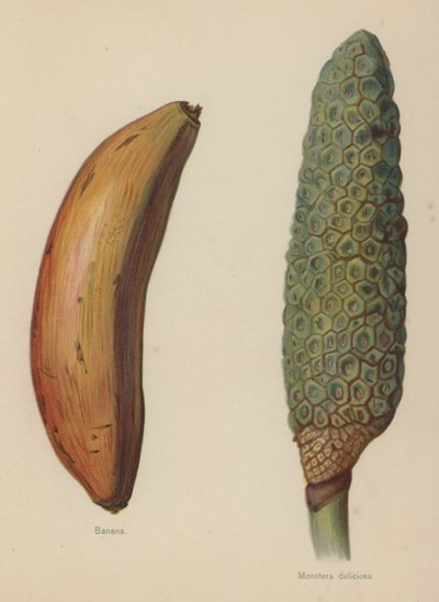 Banana, Monstera deliciosa de English School